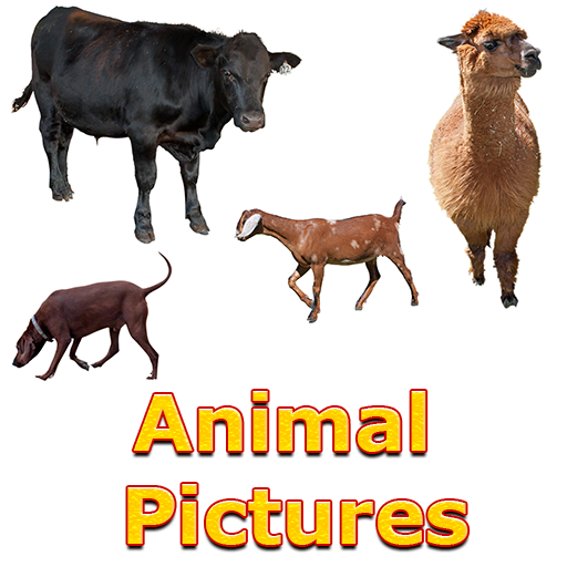 Animals Name and Pictures icon