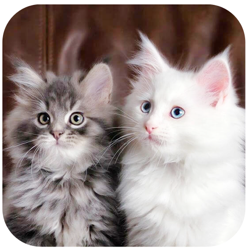 Walpapper Cat HD,4K. NEW 2020 icon