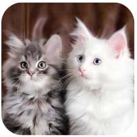 Walpapper Cat HD,4K. NEW 2020