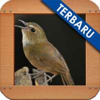 Burung Jongkangan Ngekek Gacor on 9Apps