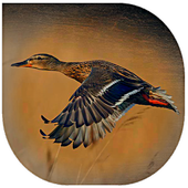 Duck Hunting Calls icon