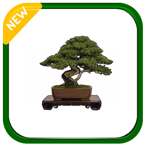 Bonsai in Spanish icon