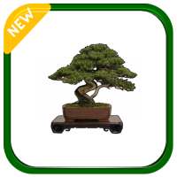 Bonsai in Spanish on 9Apps