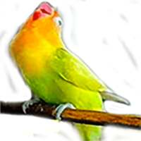 Masteran suara burung Lovebird on 9Apps