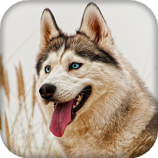 Husky Live Wallpaper : 7fon &amp; LWP icon