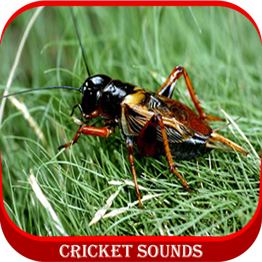 Cricket Sounds icon