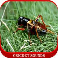 Cricket Sounds