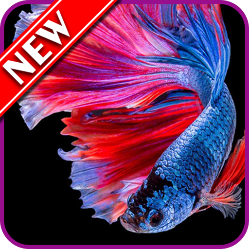 Betta Fish Wallpapers иконка