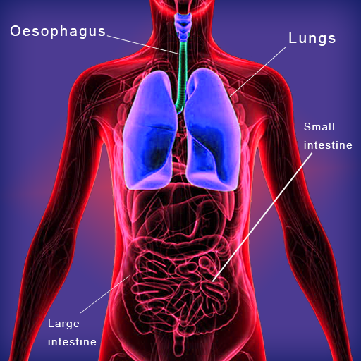 Human Body System – Inside the Human Body Offline icon