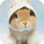 Easter Bunny Wallpapers icon