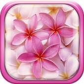 Flores Rosas Papel de Parede on 9Apps