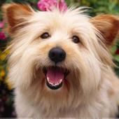 Dogs Wallpapers HD icon