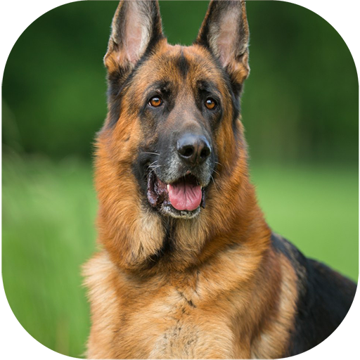 German Shepherd Dog Wallpapers icon