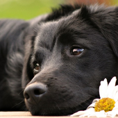 Jigsaw Daily Free Puzzle Games For Adults icon