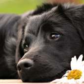 Jigsaw Daily Free Puzzle Games For Adults