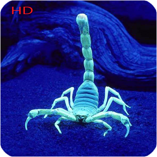 Scorpion Hd Wallpaper أيقونة