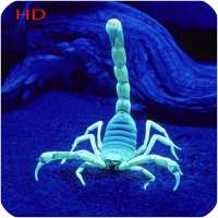 Scorpion Hd Wallpaper on 9Apps