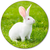 Rabbit Wallpapers icon