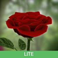 Die Rose 3D (Lite)