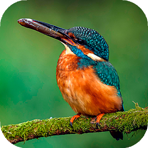 Птицы Обои hd качества : фоны для экрана иконка