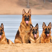 German Shepherd Dogs New Jigsaw Puzzles icon