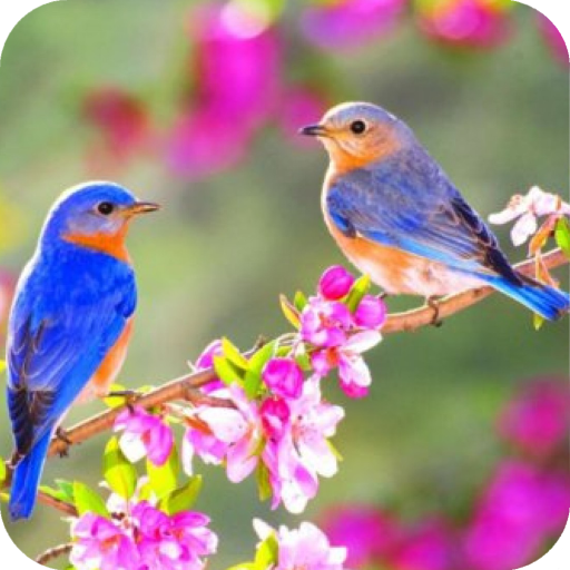 Bird Wallpaper Best 4K icon