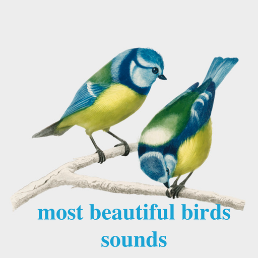 most beautiful birds sounds icon