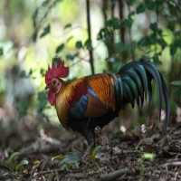 Ayam Hutan