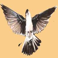 Suara Walet Bisa Download on 9Apps