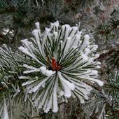 Winter Snow slide puzzles icon