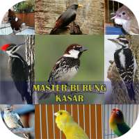 Master Burung Kasar