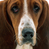 Hunting Hound Dog Jigsaw Puzzl icon