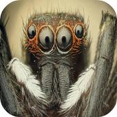 Spider Game for kids icon