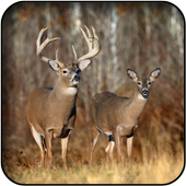 Deer wallpapers icon