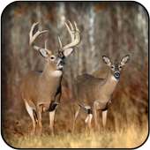 Fonds d'écran cerfs on 9Apps