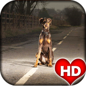 Doberman Dog HD Wallpaper icon