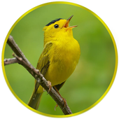 Birds Ringtones - Goldfinch icon