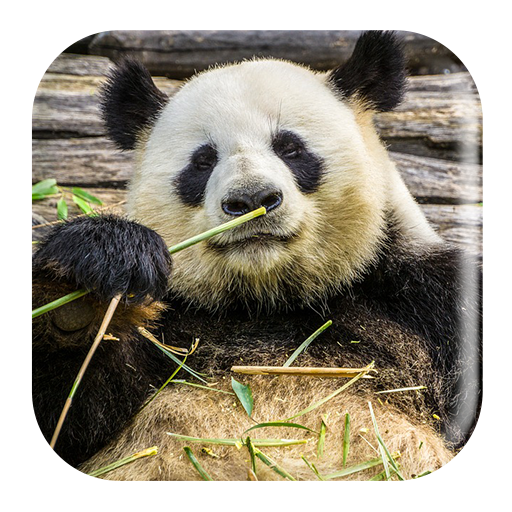 Panda Sounds icon