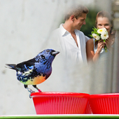 Birds New 3D Photo Frames 2017 icon