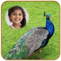 Peacock Photo Frames HD