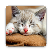 Wallpaper Cat HD icon