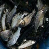 কার্প জাতীয় মাছের মিশ্র চাষ icon