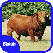ikon Ternak Sapi Potong