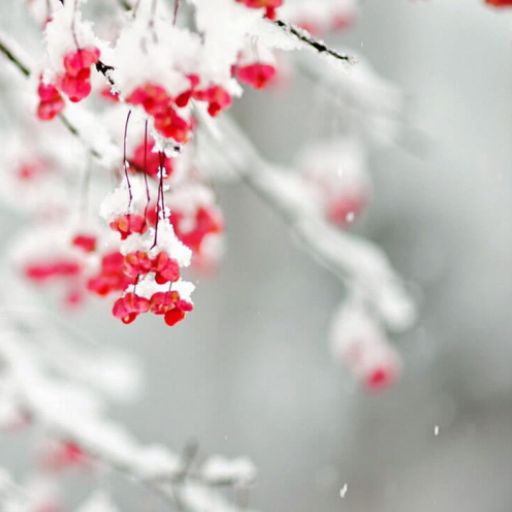 Winter Wallpapers icon