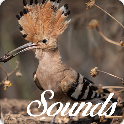 Hoopoe Bird Song Sounds and Ringtone Audio icon