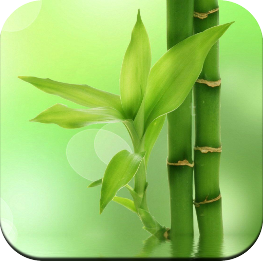 Bamboo Wallpaper HD icon