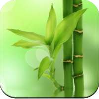 Bamboo Wallpaper HD on 9Apps