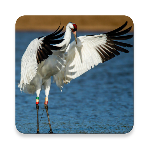 Crane Bird Sound Collections ~ Sclip.app icon