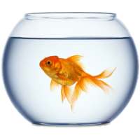 Golden FishBowl Live Wallpaper on 9Apps