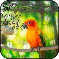 Bird sound and puzzle on 9Apps